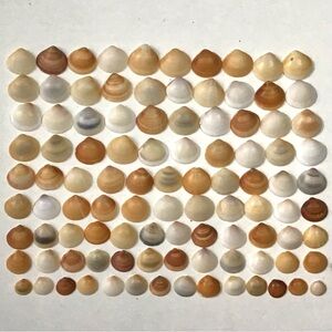 Seashells 100 Bittersweet Clam Shells Small 1/2” to 3/4” Beach Decor Arts Crafts